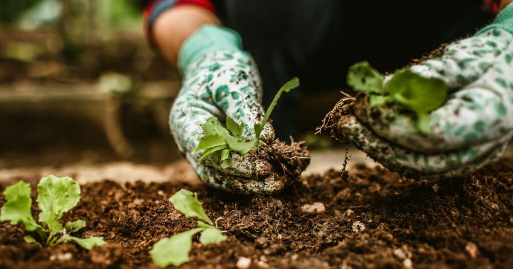 manutenção de jardins em Teresina