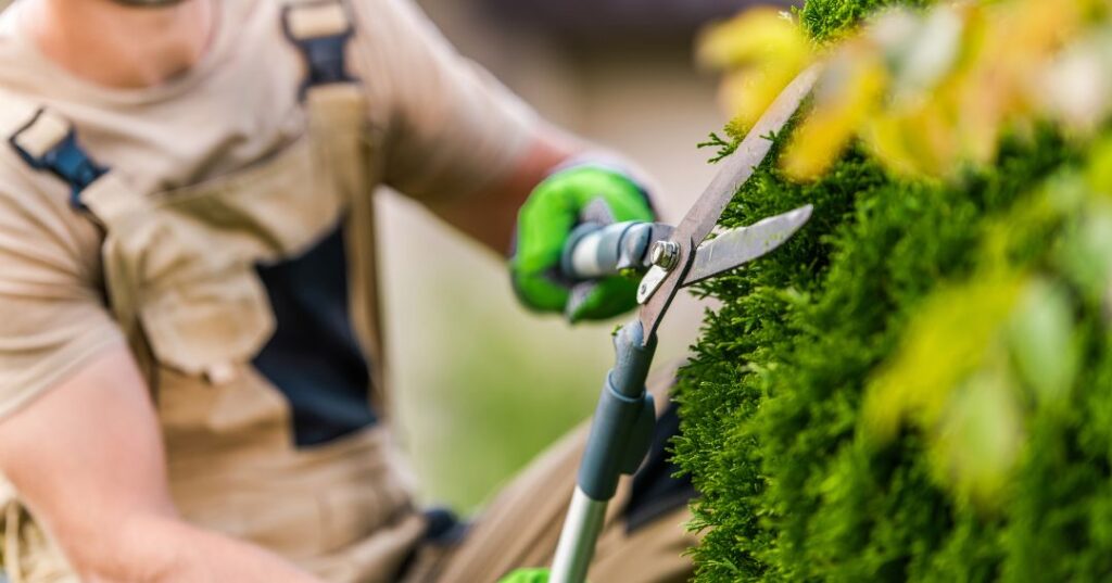 poda e plantio em Teresina